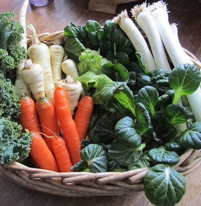 Harvest Basket